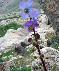 Himalayan Medicinal Plant